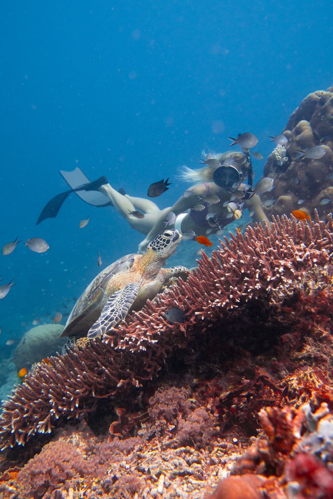 Derawan gallery 3