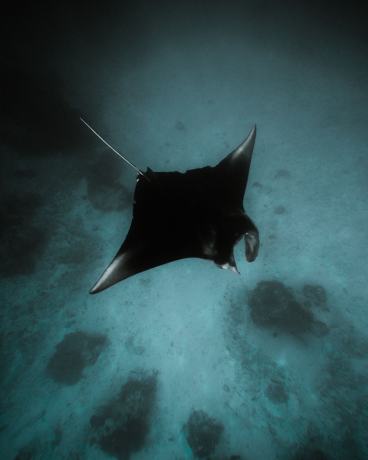 Derawan gallery 5