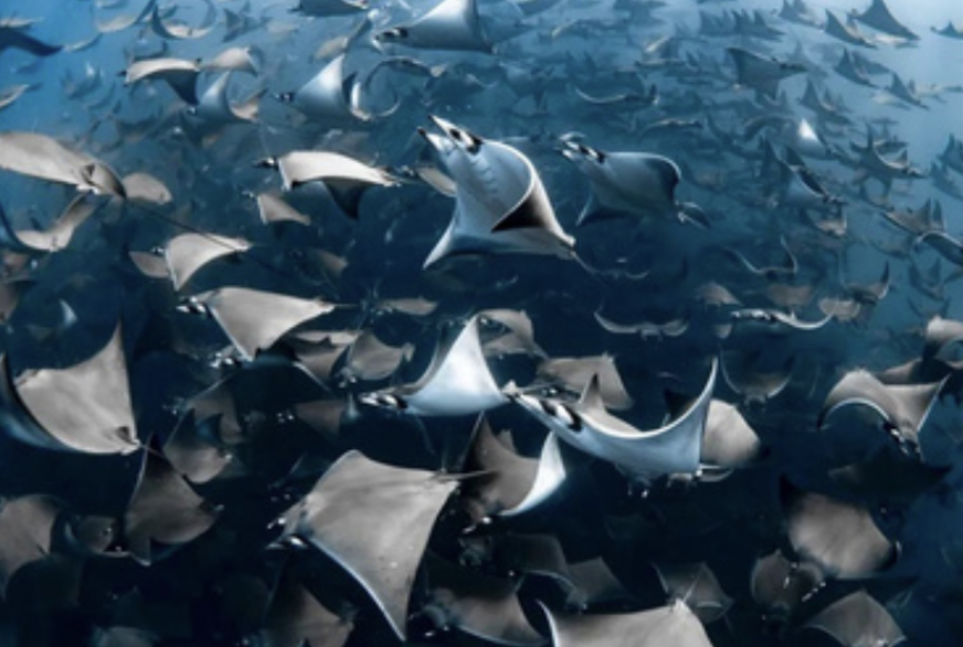 Mind Body Water Mobula